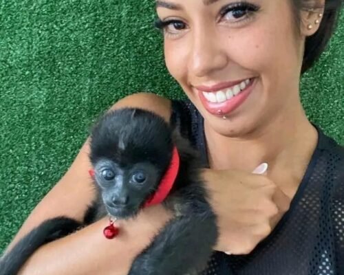 Meet Gizmo Our Capuchin Monkey Pet for Sale Near Me