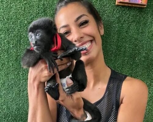 Meet Gizmo Our Capuchin Monkey Pet for Sale Near Me