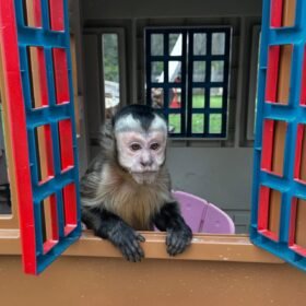 Meet Kiwi our Adorable Capuchin Monkey for Sale Near You