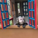 Meet Kiwi our Adorable Capuchin Monkey for Sale Near You