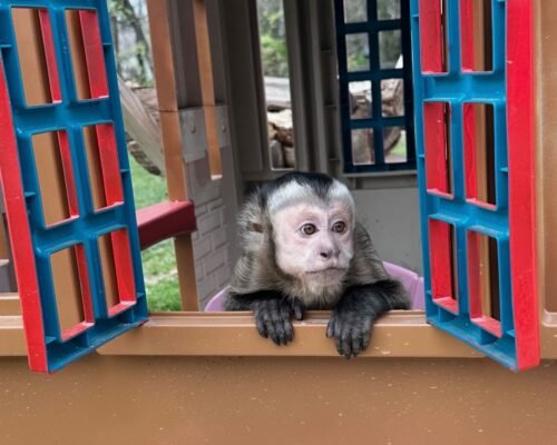 Meet Kiwi our Adorable Capuchin Monkey for Sale Near You