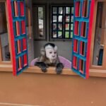 Meet Kiwi our Adorable Capuchin Monkey for Sale Near You