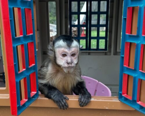 Meet Kiwi our Adorable Capuchin Monkey for Sale Near You