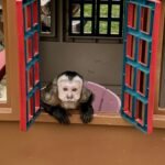 Meet Kiwi our Adorable Capuchin Monkey for Sale Near You