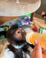 Meet Milo Our Baby Capuchin Monkey for Sale