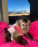 Meet Milo Our Baby Capuchin Monkey for Sale