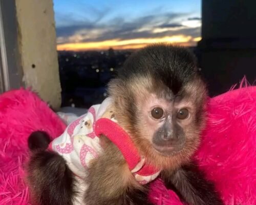 Meet Milo Our Baby Capuchin Monkey for Sale