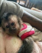 Meet Milo Our Baby Capuchin Monkey for Sale