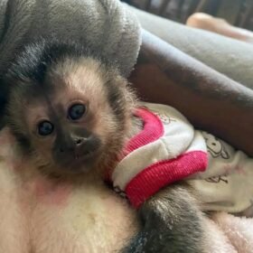 Meet Milo Our Baby Capuchin Monkey for Sale