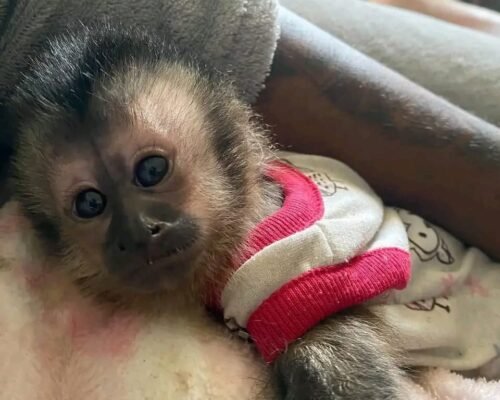 Meet Milo Our Baby Capuchin Monkey for Sale