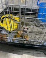 Meet Pip Our Baby Monkey Squirrel for Sale