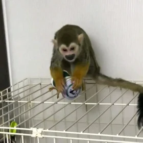 Meet Pip Our Baby Monkey Squirrel for Sale