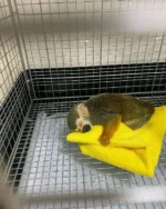 Meet Pip Our Baby Monkey Squirrel for Sale