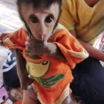 Meet Pogo Our Pet Monkey For Sale