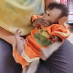Meet Pogo Our Pet Monkey For Sale