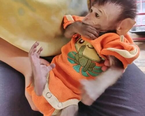 Meet Pogo Our Pet Monkey For Sale
