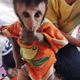 Meet Pogo Our Pet Monkey For Sale