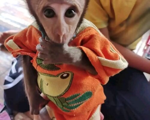 Meet Pogo Our Pet Monkey For Sale