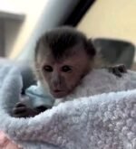 Meet Scout Our Capuchin Monkey For Sale Florida