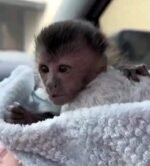 Meet Scout Our Capuchin Monkey For Sale Florida
