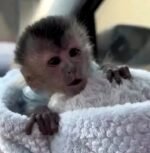 Meet Scout Our Capuchin Monkey For Sale Florida
