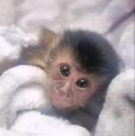 Meet Scout Our Capuchin Monkey For Sale Florida