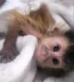 Meet Scout Our Capuchin Monkey For Sale Florida - Image 3
