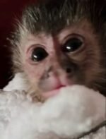 Meet Scout Our Capuchin Monkey For Sale Florida