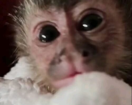 Meet Scout Our Capuchin Monkey For Sale Florida