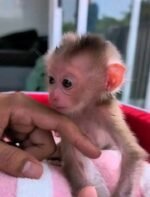 Meet Tiki Our Baby Macaque Monkey for Sale
