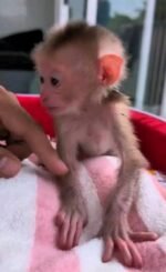 Meet Tiki Our Baby Macaque Monkey for Sale