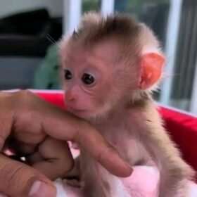 Meet Tiki Our Baby Macaque Monkey for Sale