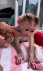 Meet Tiki Our Baby Macaque Monkey for Sale