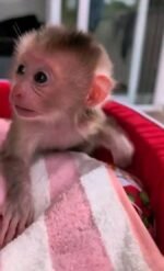 Meet Tiki Our Baby Macaque Monkey for Sale