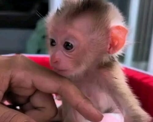 Meet Tiki Our Baby Macaque Monkey for Sale