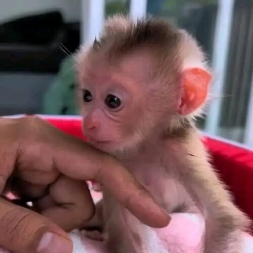 Meet Tiki Our Baby Macaque Monkey for Sale