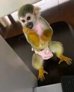 Baby Squirrel Monkey For Sale
