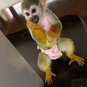 Baby Squirrel Monkey For Sale