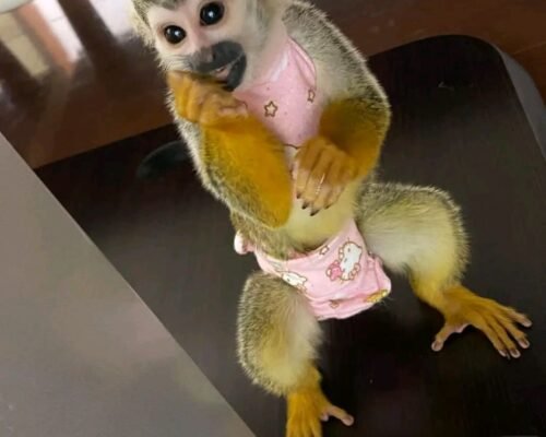 Baby Squirrel Monkey For Sale
