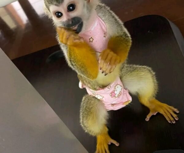 Baby Squirrel Monkey For Sale