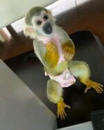 Baby Squirrel Monkey For Sale