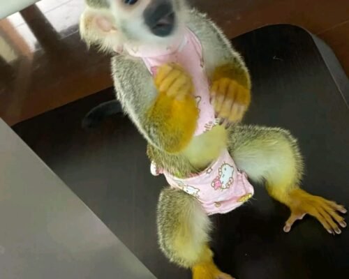 Baby Squirrel Monkey For Sale