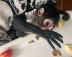 spider monkey for sale