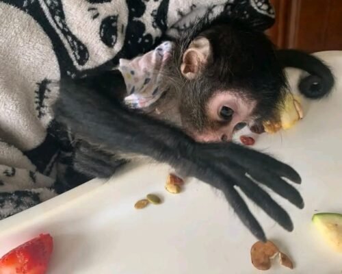 spider monkey for sale