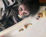 spider monkey for sale