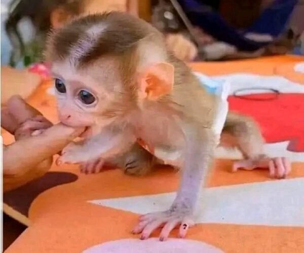 Monkey For Sale As Pets