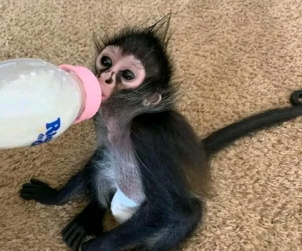 spider monkey for sale