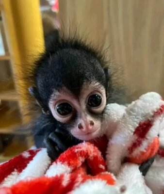 buy a spider monkey