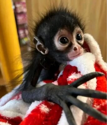 buy a spider monkey