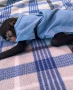 cheap spider monkeys for sale